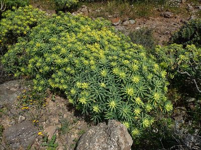 Euphorbia regis-jubae, photographed by Julien Renoult