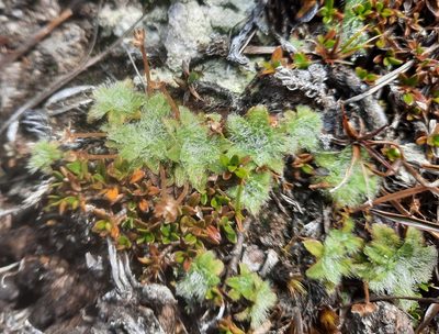 Plantago lanigera, photographed by Alice Shanks
