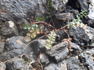 Gingidia decipiens, photographed by Alice Shanks