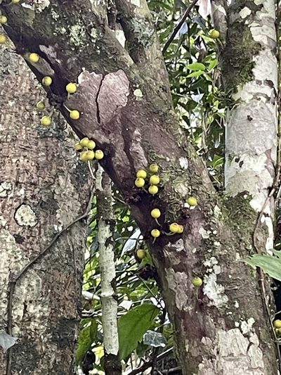 Ficus leptoclada, photographed by Tony Eales