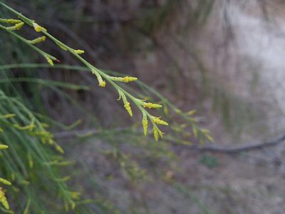 Exocarpos sparteus, photographed by Helium Luo