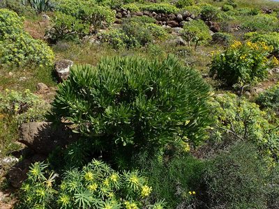 Kleinia neriifolia, photographed by Julien Renoult