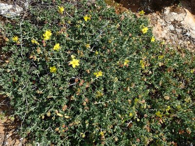 Helianthemum canariense, photographed by Julien Renoult