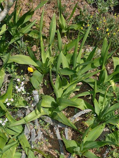Scilla latifolia, photographed by Julien Renoult