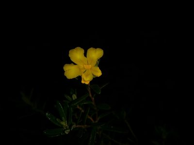 Hibbertia hypericoides, photographed by Helium Luo