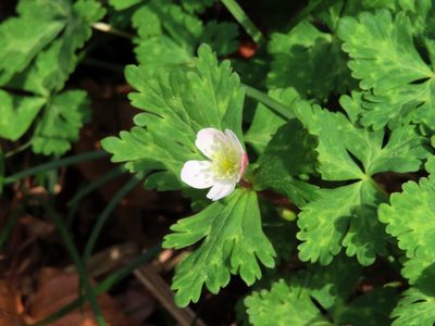 Anemonastrum flaccidum, photographed by mami_t_t