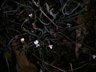 Stylidium repens, photographed by Helium Luo