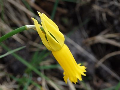 Narcissus cyclamineus, photographed by Carminda Santos