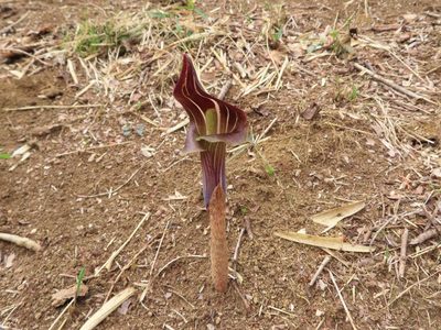 Arisaema limbatum, photographed by mami_t_t