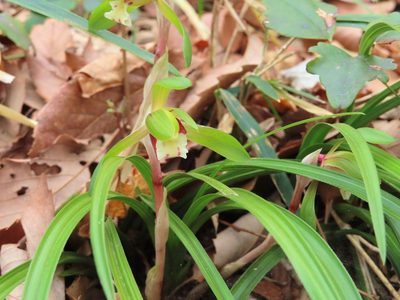 Cymbidium goeringii, photographed by mami_t_t