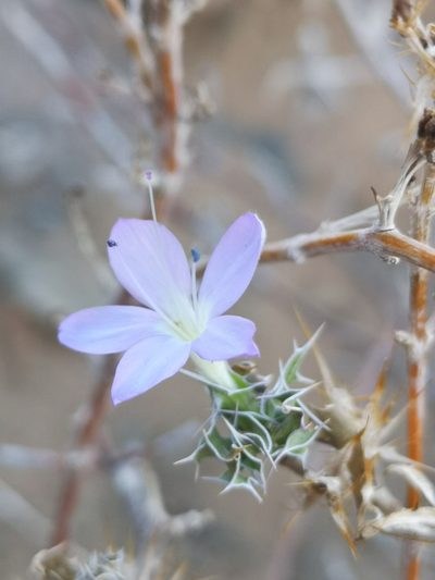 Barleria rigida, photographed by leandra-k_89