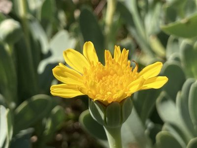 Hertia cheirifolia, photographed by Fabien Anthelme