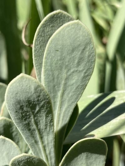 Hertia cheirifolia, photographed by Fabien Anthelme