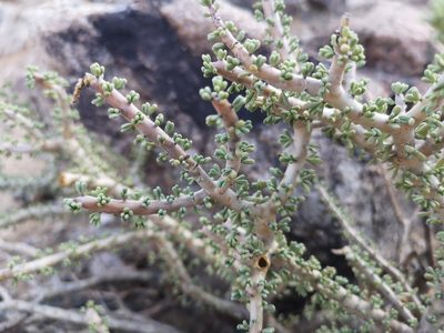 Portulacaria namaquensis, photographed by leandra-k_89