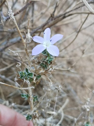 Barleria rigida, photographed by leandra-k_89