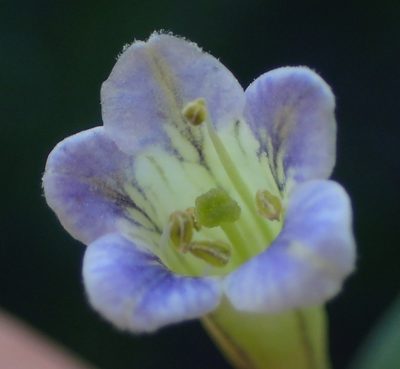 Lycium oxycarpum, photographed by Nicola van Berkel