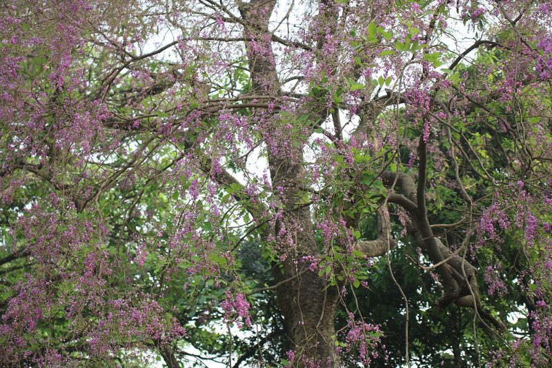 Pongamia peguensis, photographed by Sabarni Sarker