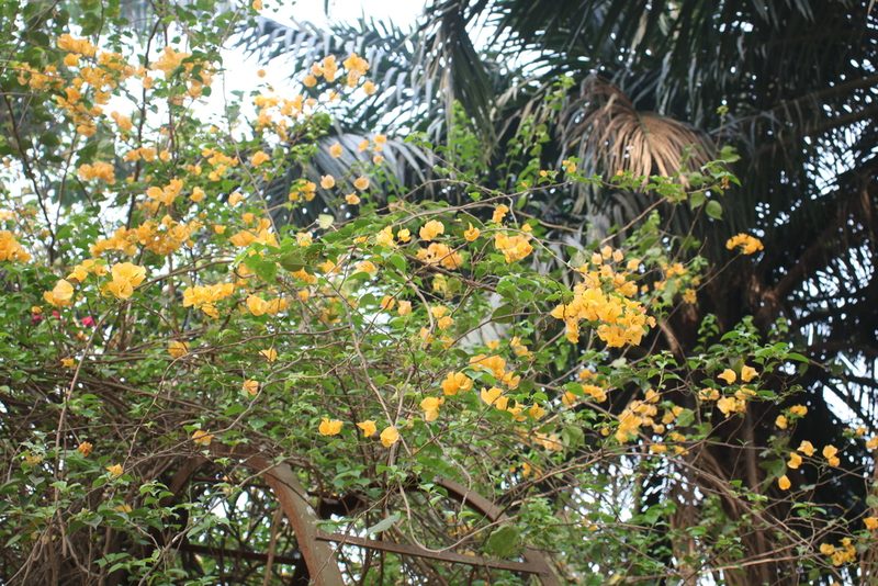 Bougainvillea glabra, photographed by Sabarni Sarker