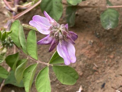 Astragalus sinicus, photographed by Zinogre
