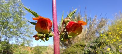 Scrophularia sambucifolia, photographed by Santiago Martín-Bravo