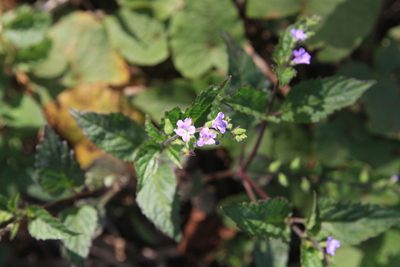 Priva lappulacea, photographed by Brian Oakes Haiti Hunter