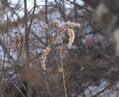 Actaea cimicifuga, photographed by Юлия