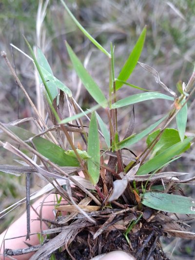 Dichanthelium leucothrix, photographed by Scott Ward