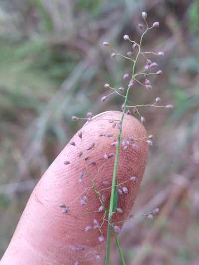 Dichanthelium ensifolium, photographed by Scott Ward