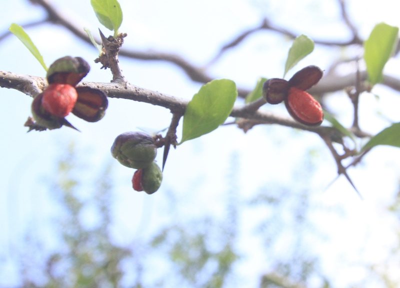 Casearia aculeata, photographed by Brian Oakes Haiti Hunter