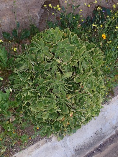 Aeonium lancerottense, photographed by Julien Renoult
