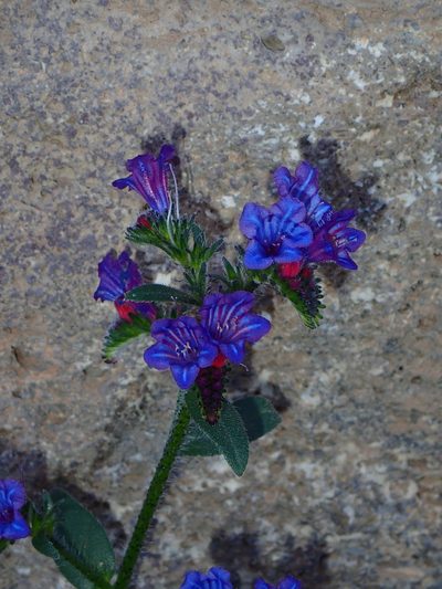 Echium pitardii, photographed by Julien Renoult