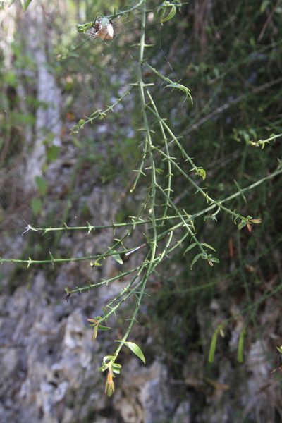 Catesbaea ekmaniana, photographed by Brian Oakes Haiti Hunter