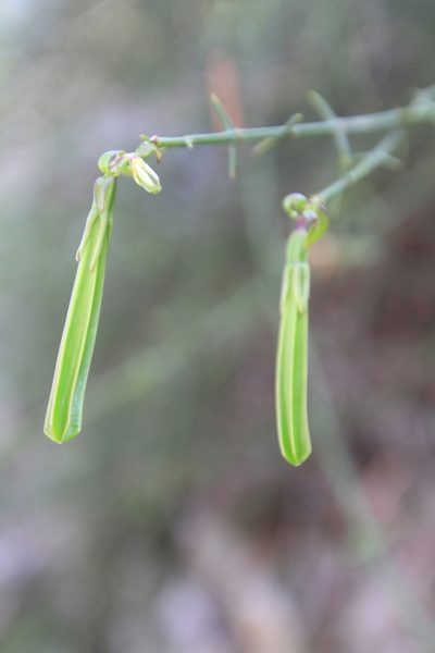 Catesbaea ekmaniana, photographed by Brian Oakes Haiti Hunter