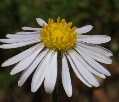 Garuleum bipinnatum, photographed by Nicola van Berkel