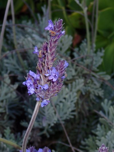 Lavandula pinnata, photographed by Julien Renoult