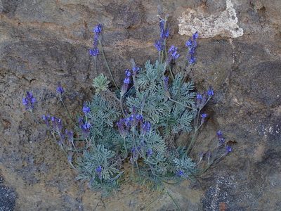 Lavandula pinnata, photographed by Julien Renoult