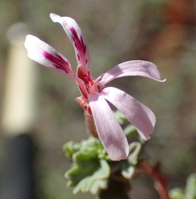 Pelargonium exstipulatum, photographed by Nicola van Berkel