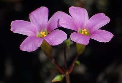 Oxalis stellata, photographed by Nicola van Berkel