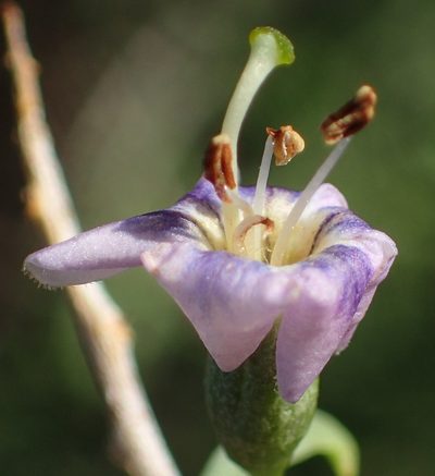 Lycium pumilum, photographed by Nicola van Berkel