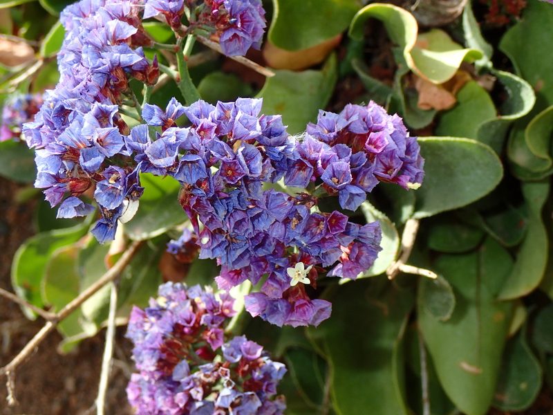 Limonium puberulum, photographed by Julien Renoult