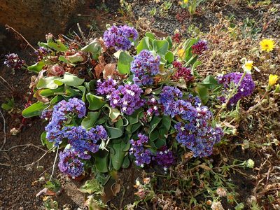 Limonium puberulum, photographed by Julien Renoult