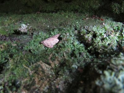 Vittaria appalachiana, photographed by Chris Hoess