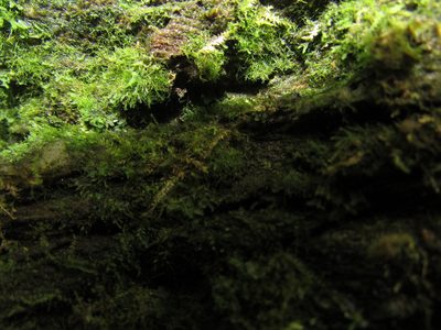 Crepidomanes intricatum, photographed by Chris Hoess