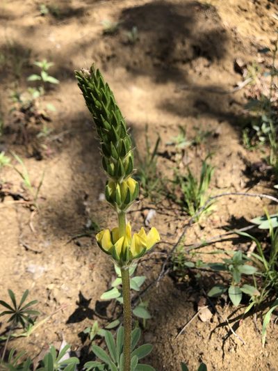 Lupinus luteolus, photographed by graham_coop