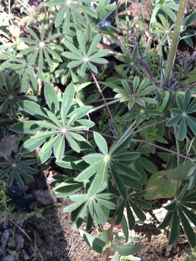 Lupinus luteolus, photographed by graham_coop