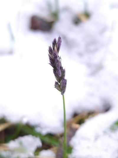 Sesleria albicans, photographed by carnifex