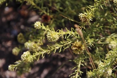 Thesium scabrum, photographed by Tony Rebelo