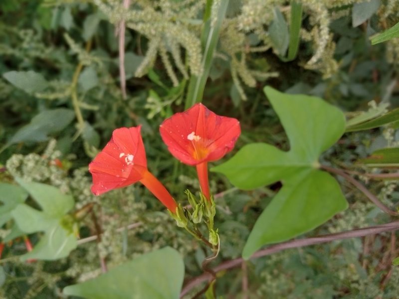 Ipomoea rubriflora, photographed by Matías Ponce