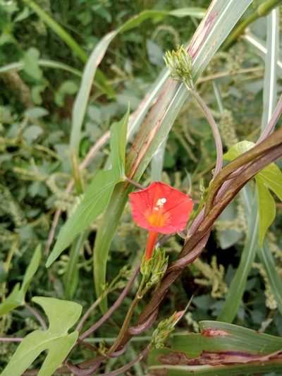 Ipomoea rubriflora, photographed by Matías Ponce