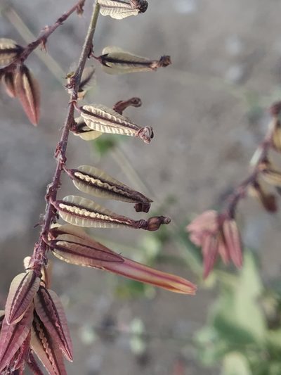 Dyerophytum indicum, photographed by S.MORE